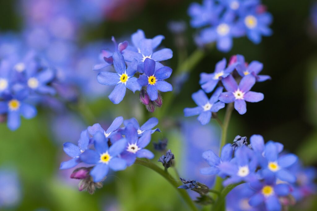 A close up of some blue flowers with yellow centers